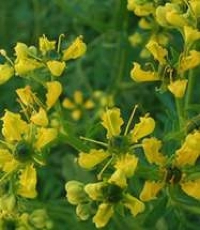 Рута душистая (пахучая)