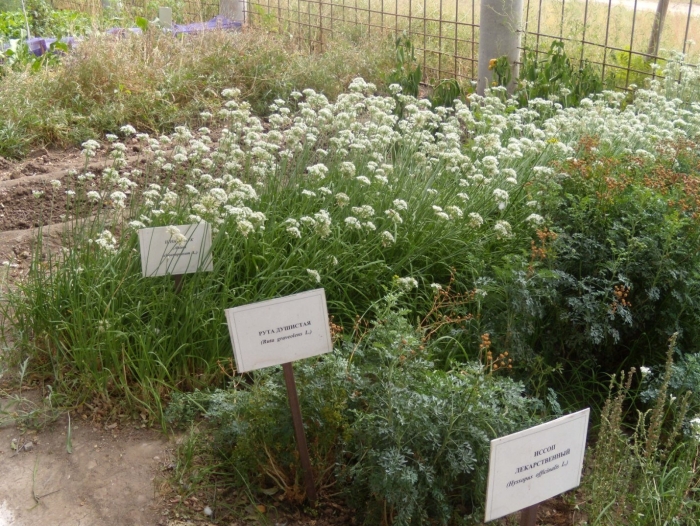 Анафалис жемчужный