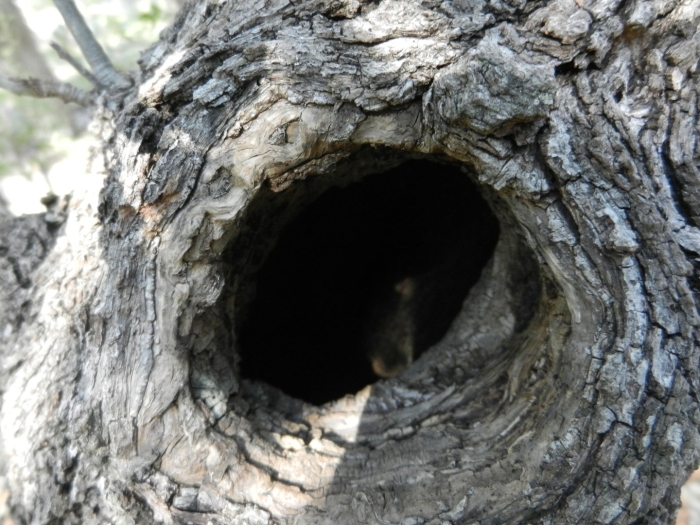 Дупло белки зимой