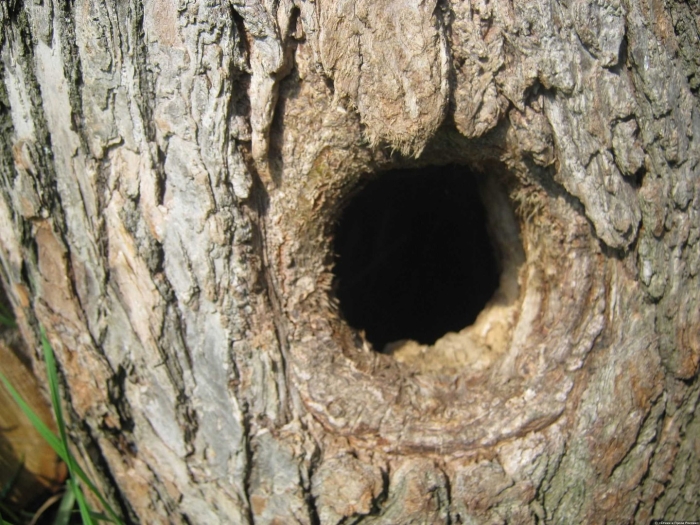 Дупло в дереве