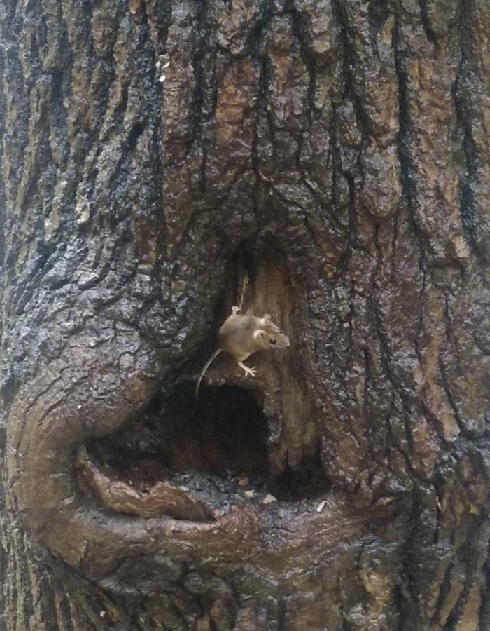 Гнездо дупло берлога нора