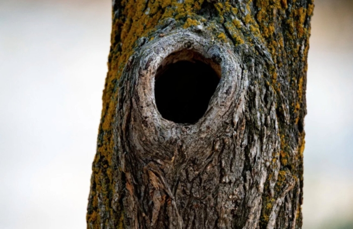 Беличье дупло изнутри