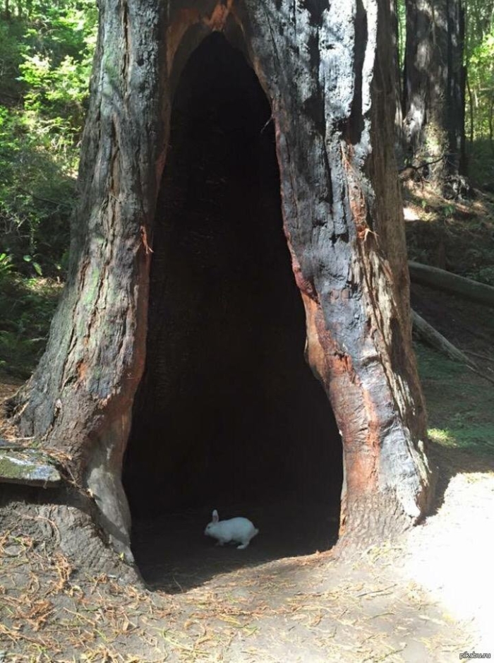 Redwood forest