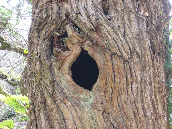 Дупло белки беличье берлога медведя