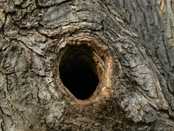 Дупло белки беличье