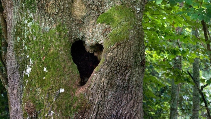 Tree heart