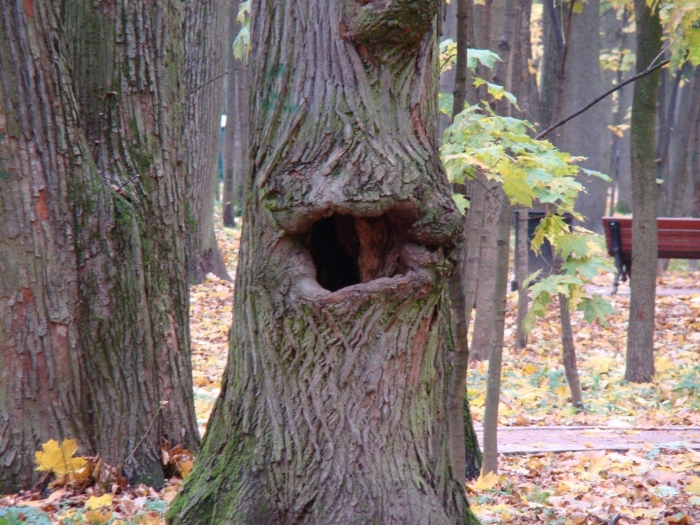 Белкино дупло слив