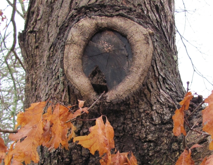Дупло дерева
