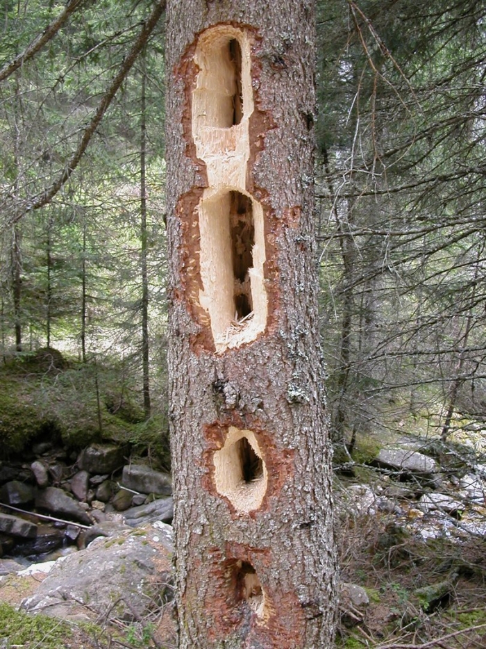 Подолбы дятлов