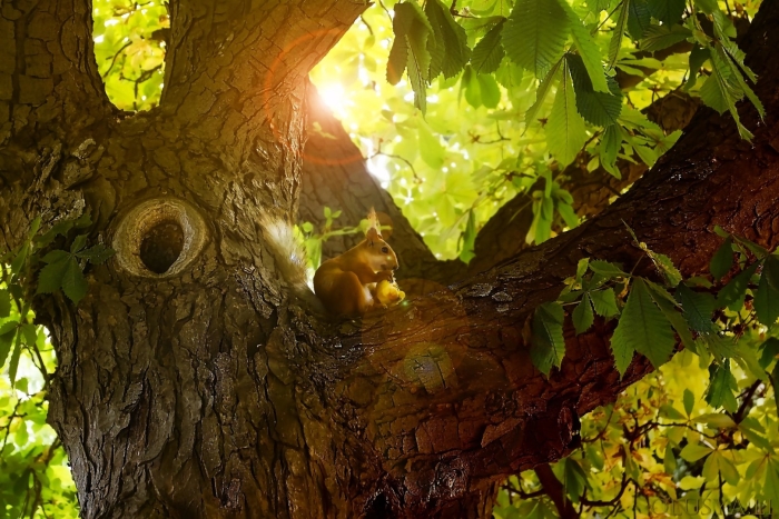 Беличье дупло