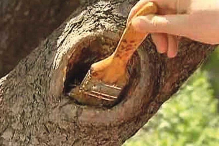 Цементирование дупла яблони