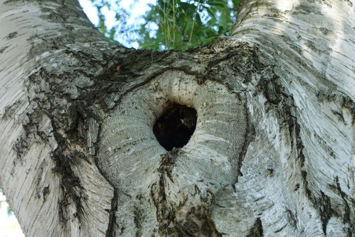 Большое дупло