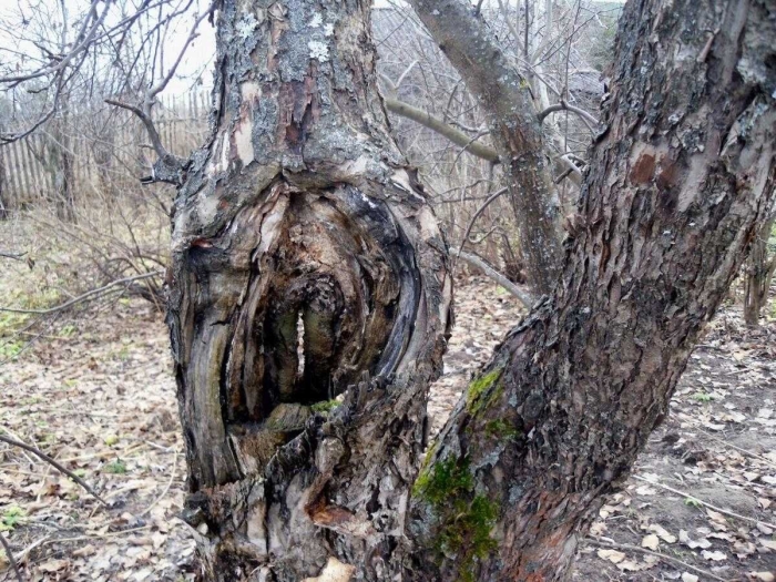 Трухлявый ствол яблони
