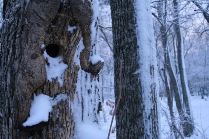 Дупло желны