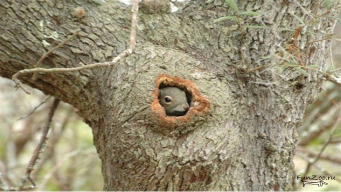 Гнездо белки гайно