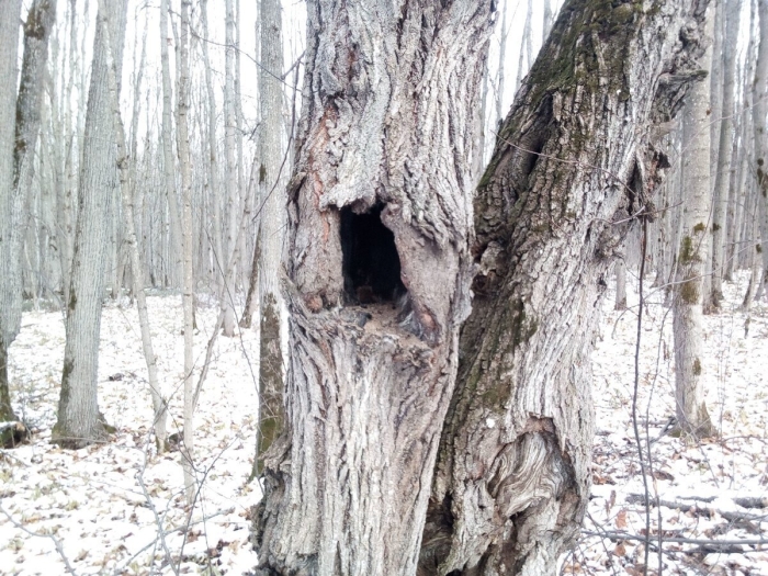 Дупло белки беличье