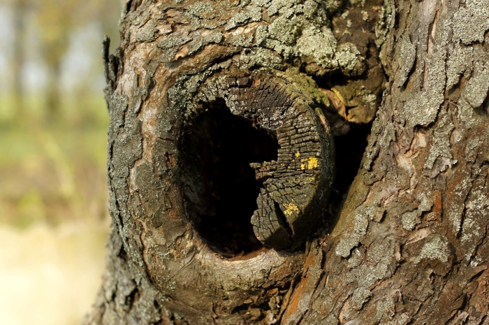 Дупло в дереве