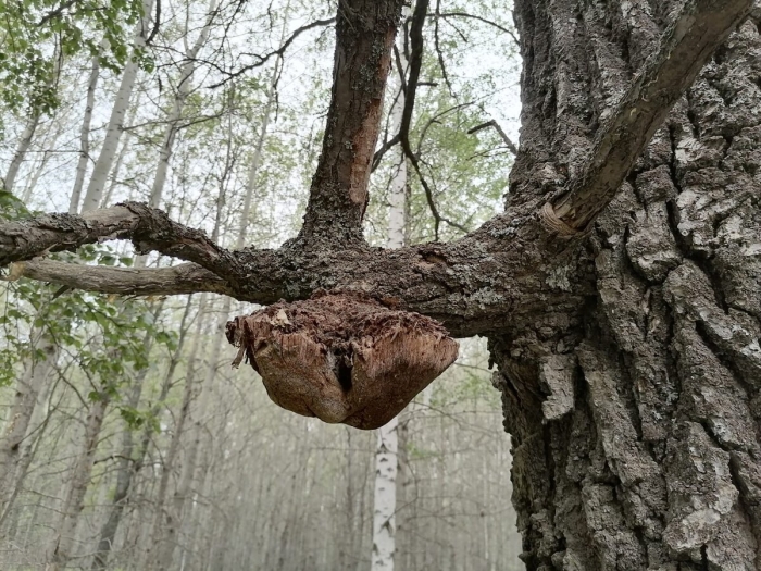 Чага березовая гриб