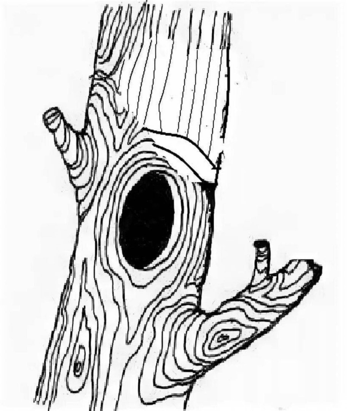 Дупло дерева