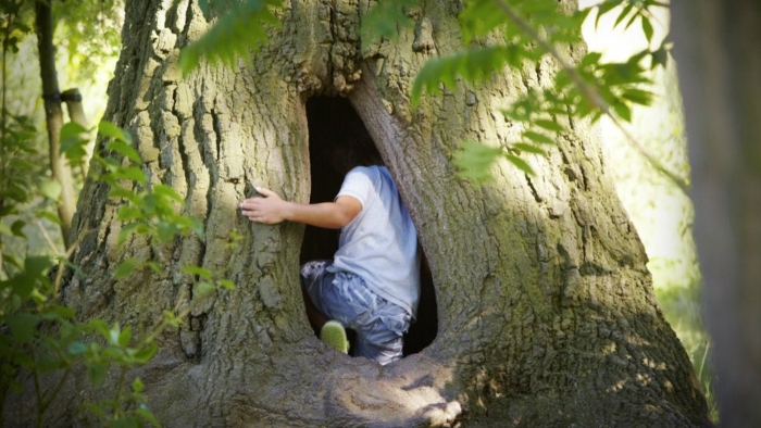 Hollow tree