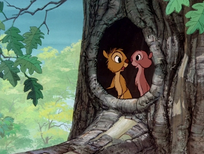 Дупло белки