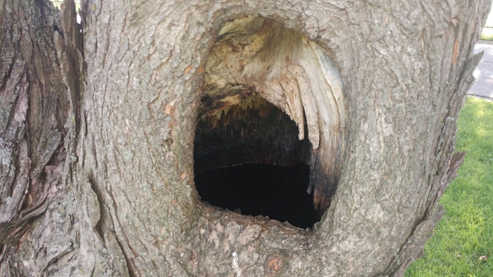 Дупло белки беличье