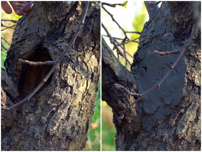 Дупло в дереве заделать