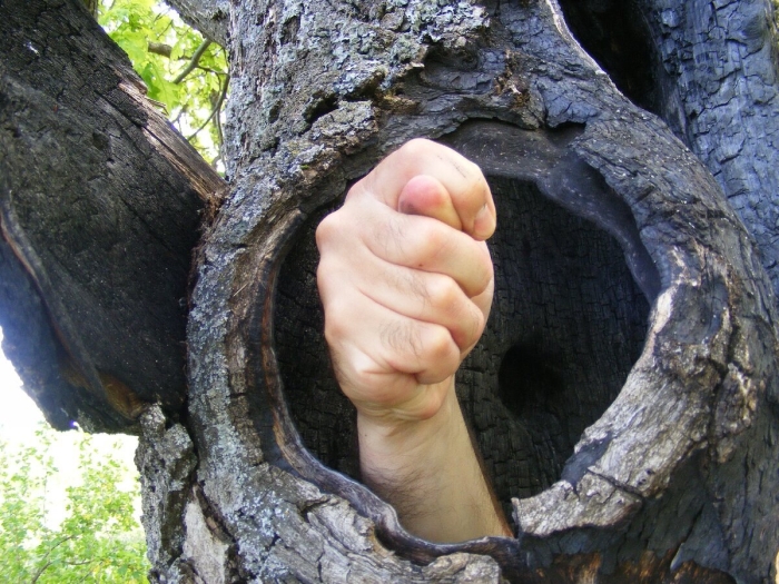 Кора дерева с дуплом