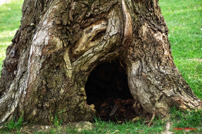 Hollow tree trunk