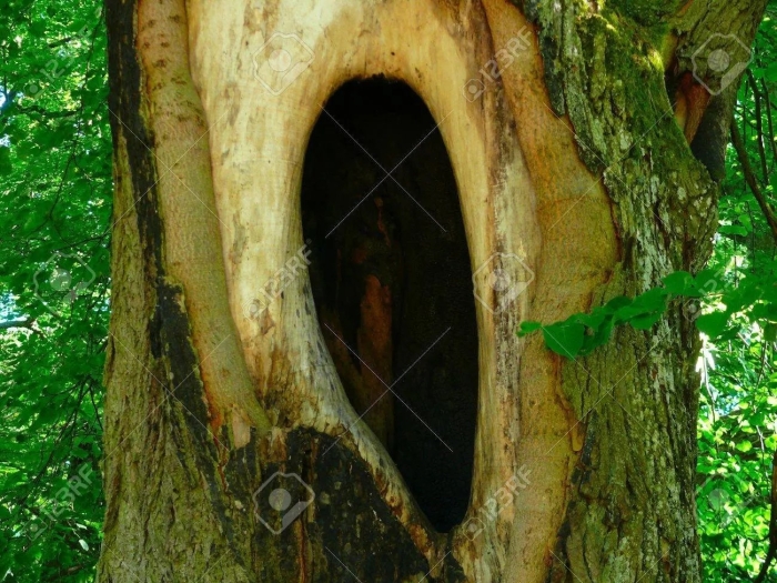 Дерево с дуплом