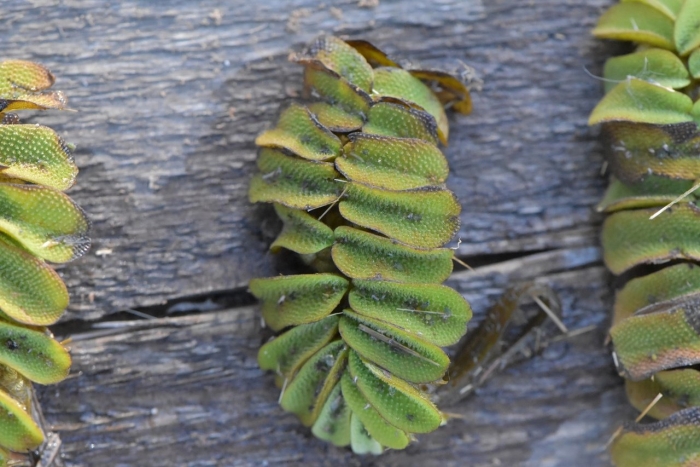 Маркгравия умбеллата