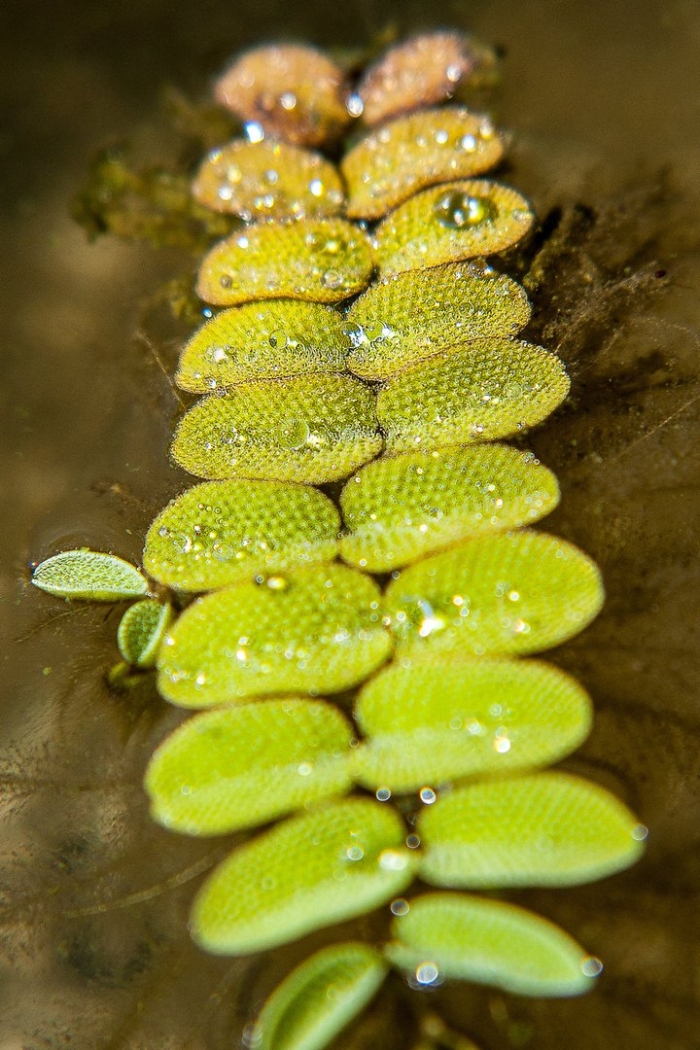 Папоротник сальвиния