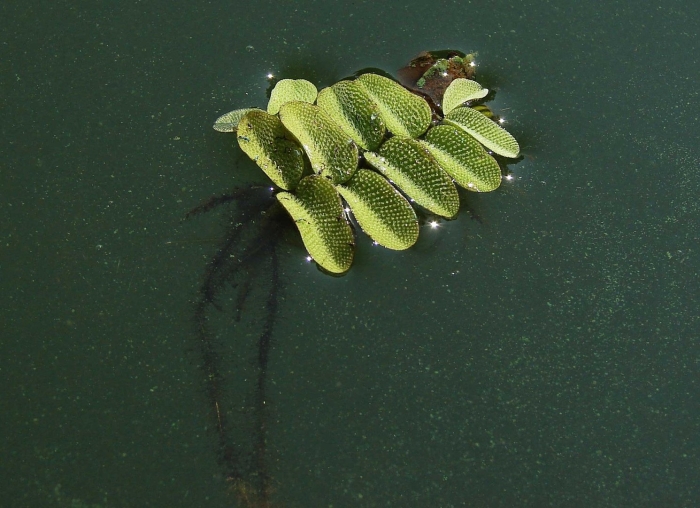 Сальвиния папоротник