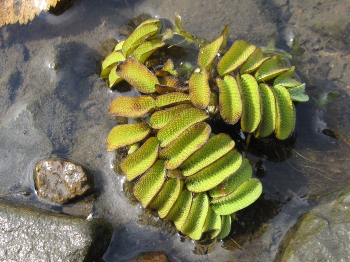 Водный папоротник сальвиния
