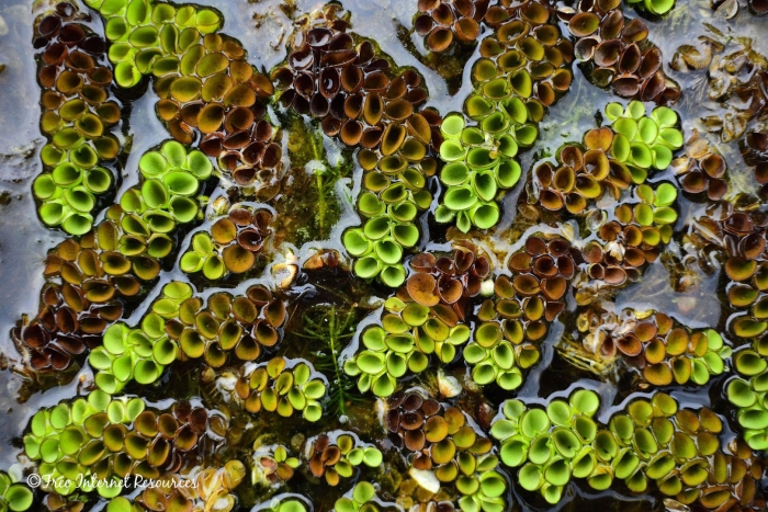 Salvinia cucullata