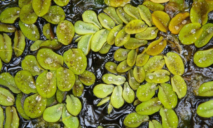 Сальвиния молеста