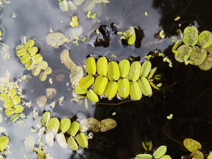 Сальвиния натанс