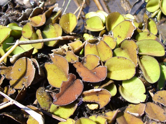 Salvinia auriculata