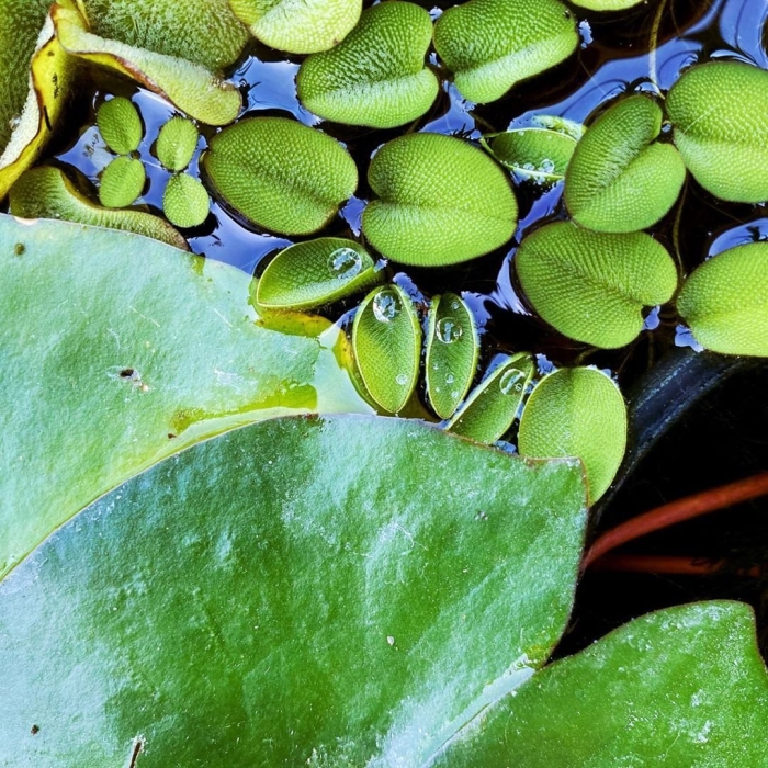 Сальвиния аквариумное растение
