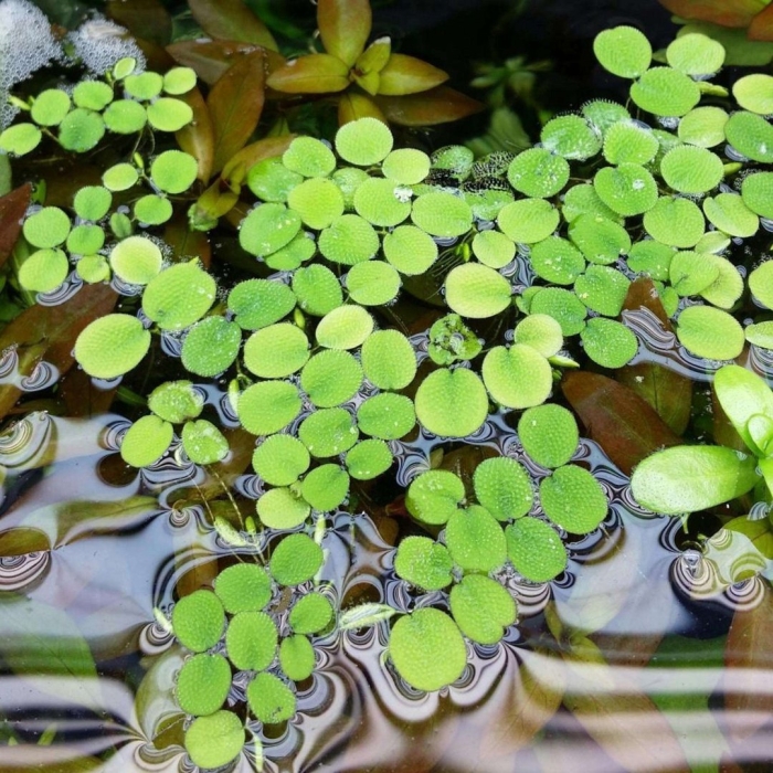 Сальвиния аквариумное растение