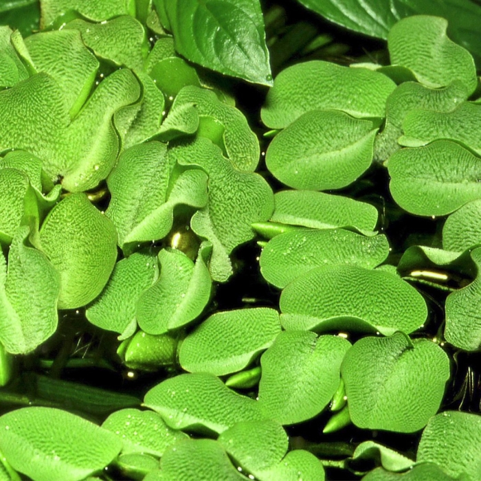 Сальвиния ушастая аквариумное растение