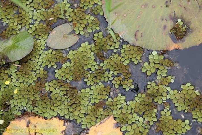 Ряска малая lemna minor