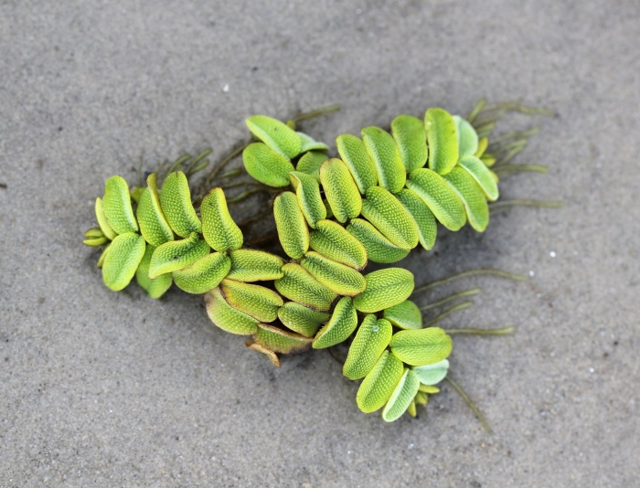 Папоротник сальвиния