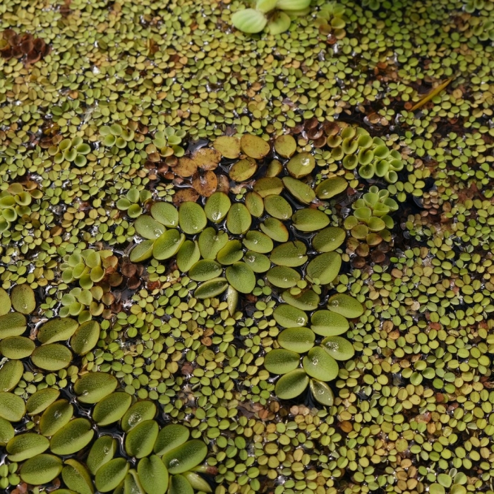 Ряска малая lemna minor