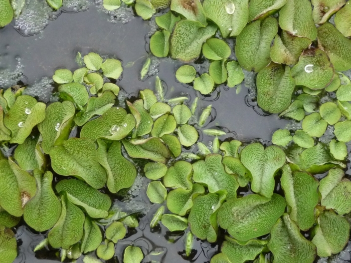 Водный папоротник сальвиния плавающая