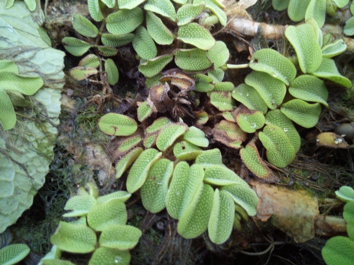 Сальвиния клобучковая