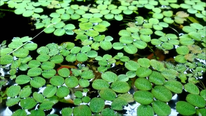 Сальвиния минима