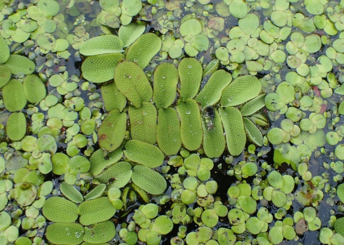 Папоротник сальвиния