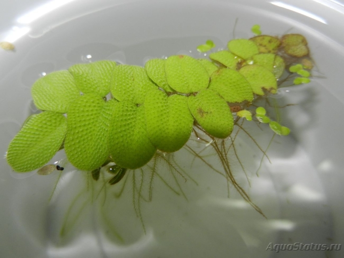 Папоротник сальвиния