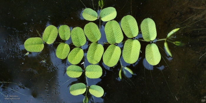 Сальвиния плавающая